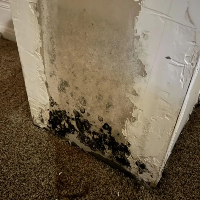 Professional Mold Removal in Farrell, PA